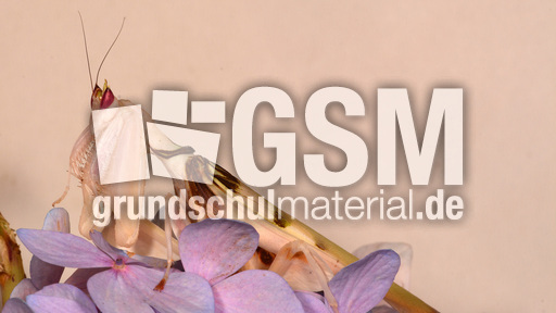 Orchideenmantis (10).jpg